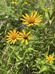 Heliopsis