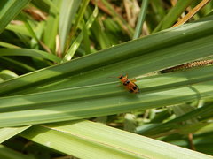 Phyllobrotica quadrimaculata