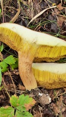 Xerocomus subtomentosus