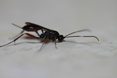 Agrothereutina
