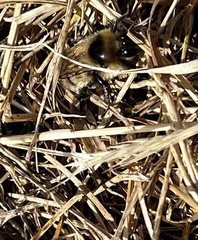 Bombus sylvicola
