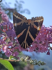 Euplagia quadripunctaria