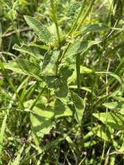 Heliopsis