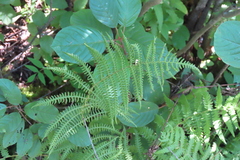 Thelypteris palustris