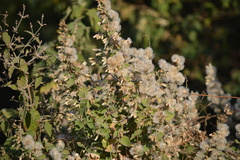 Brickellia secundiflora