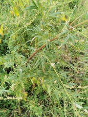Artemisia vulgaris