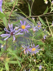 Symphyotrichum