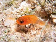 Apogon quadrisquamatus