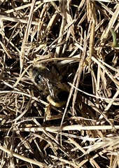 Bombus sylvicola