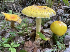 Amanita
