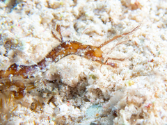 Amphelikturus dendriticus