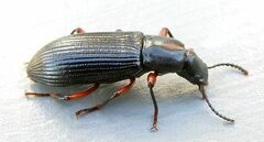 Xylopinus saperdoides