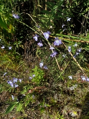 Lobelia kalmii