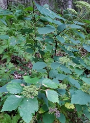 Hydrangea arborescens