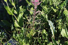 Castilleja parviflora olympica
