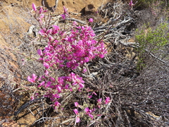 Indigofera basotha
