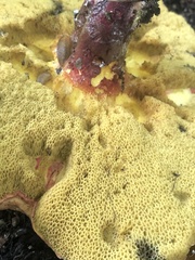 Baorangia bicolor