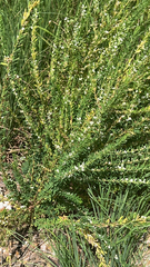 Lespedeza cuneata