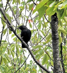 Corvidae