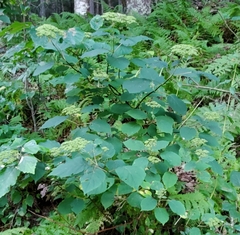 Hydrangea arborescens