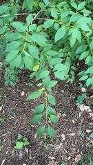 Forsythia × intermedia