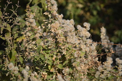 Brickellia secundiflora