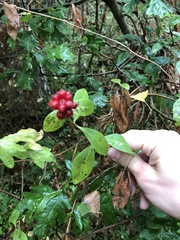 Lonicera periclymenum