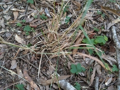 Agrostis perennans