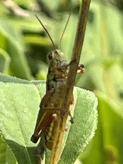 Melanoplini