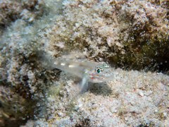 Coryphopterus venezuelae