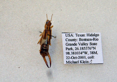 Labidura riparia