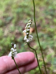 Spiranthes lacera