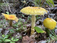 Amanita