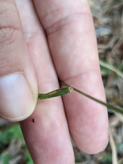 Agrostis perennans
