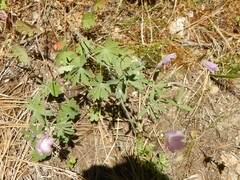 Sidalcea glaucescens