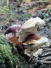 Ganoderma resinaceum