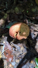 Suillus spraguei