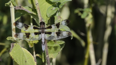 Libellula pulchella