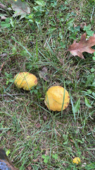 Suillus americanus
