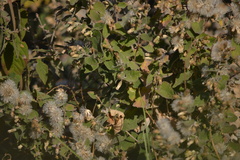Brickellia secundiflora
