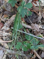 Agrostis perennans