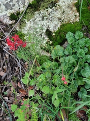 Heuchera sanguinea