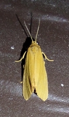 Virbia aurantiaca