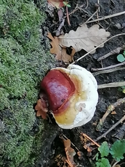 Ganoderma resinaceum