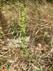 Solidago puberula