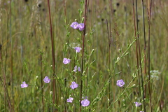 Agalinis aspera