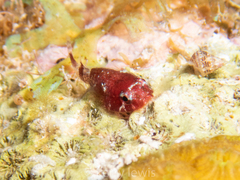 Acyrtus rubiginosus