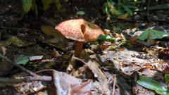 Suillus spraguei