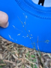 Agrostis perennans