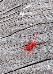 Trombidiformes
